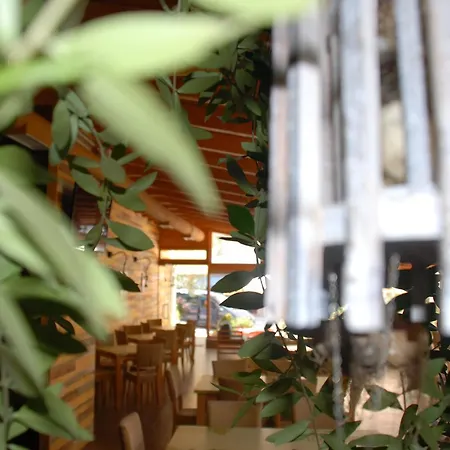Olive Tree 4*