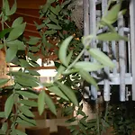 Olive Tree 4*