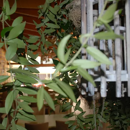 Olive Tree 4*