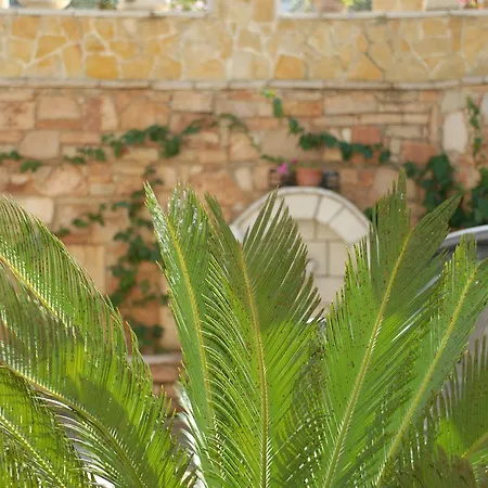 Olive Tree 4*
